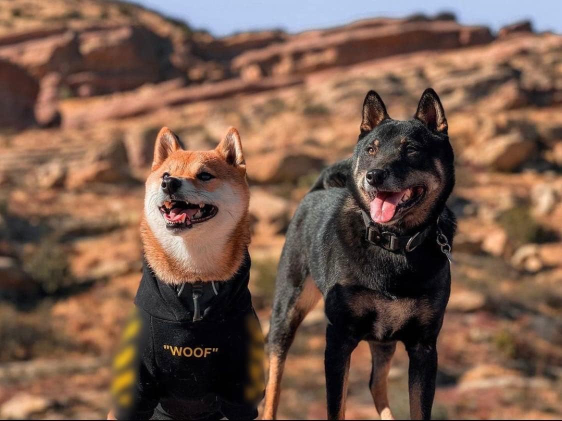 Stylish Dog Hoodie Dog Clothes Streetwear Cotton Sweatshirt Fashion Outfit for Dogs Cats Puppy Small Medium Large (XL, Yellow)