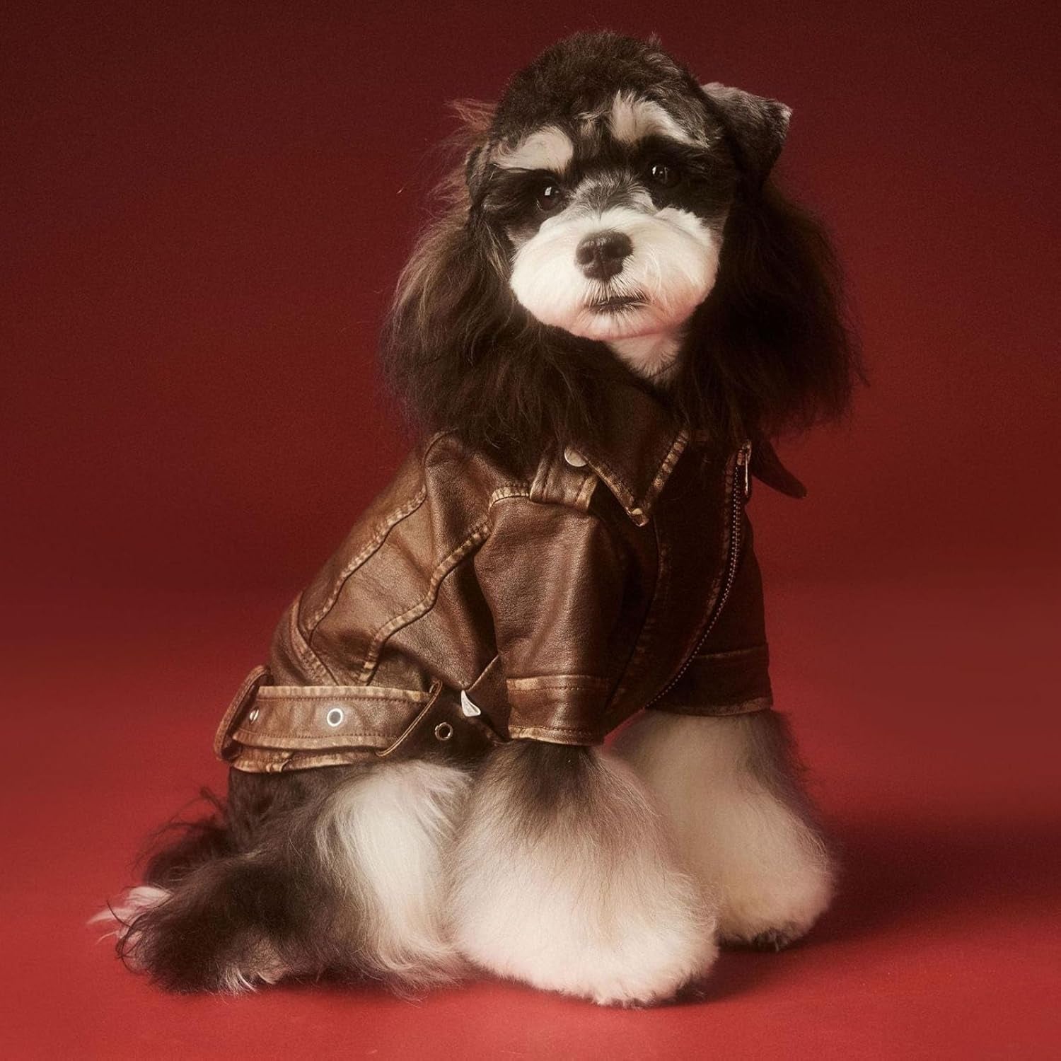 Dog Leather Jacket - Cute PU Motorcycle Puppy Jacket - Windproof Waterproof Dog Coat with Zipper - Extra Small - for Chihuahua, Yorkie - Brown