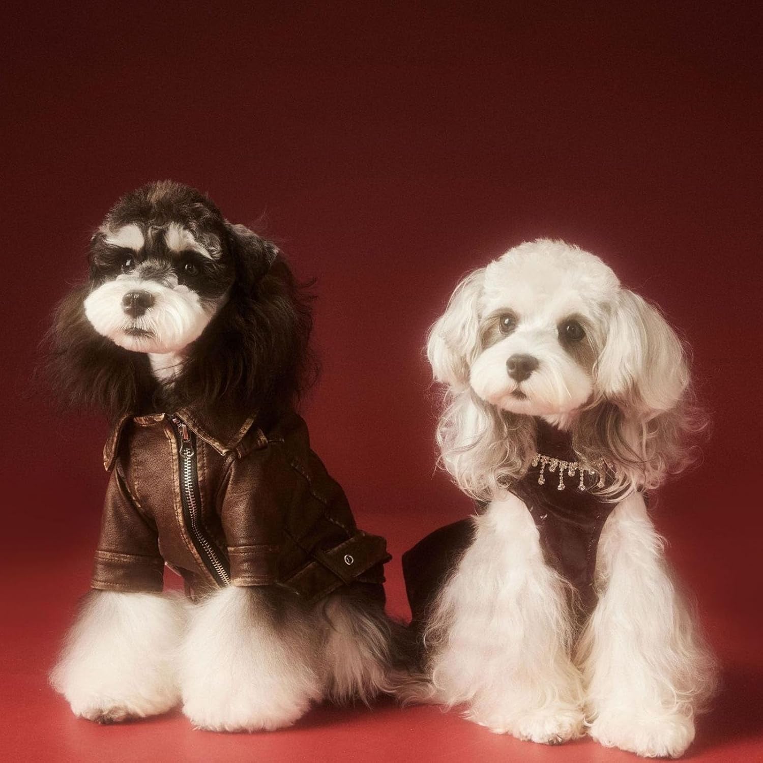 Dog Leather Jacket - Cute PU Motorcycle Puppy Jacket - Windproof Waterproof Dog Coat with Zipper - Extra Small - for Chihuahua, Yorkie - Brown