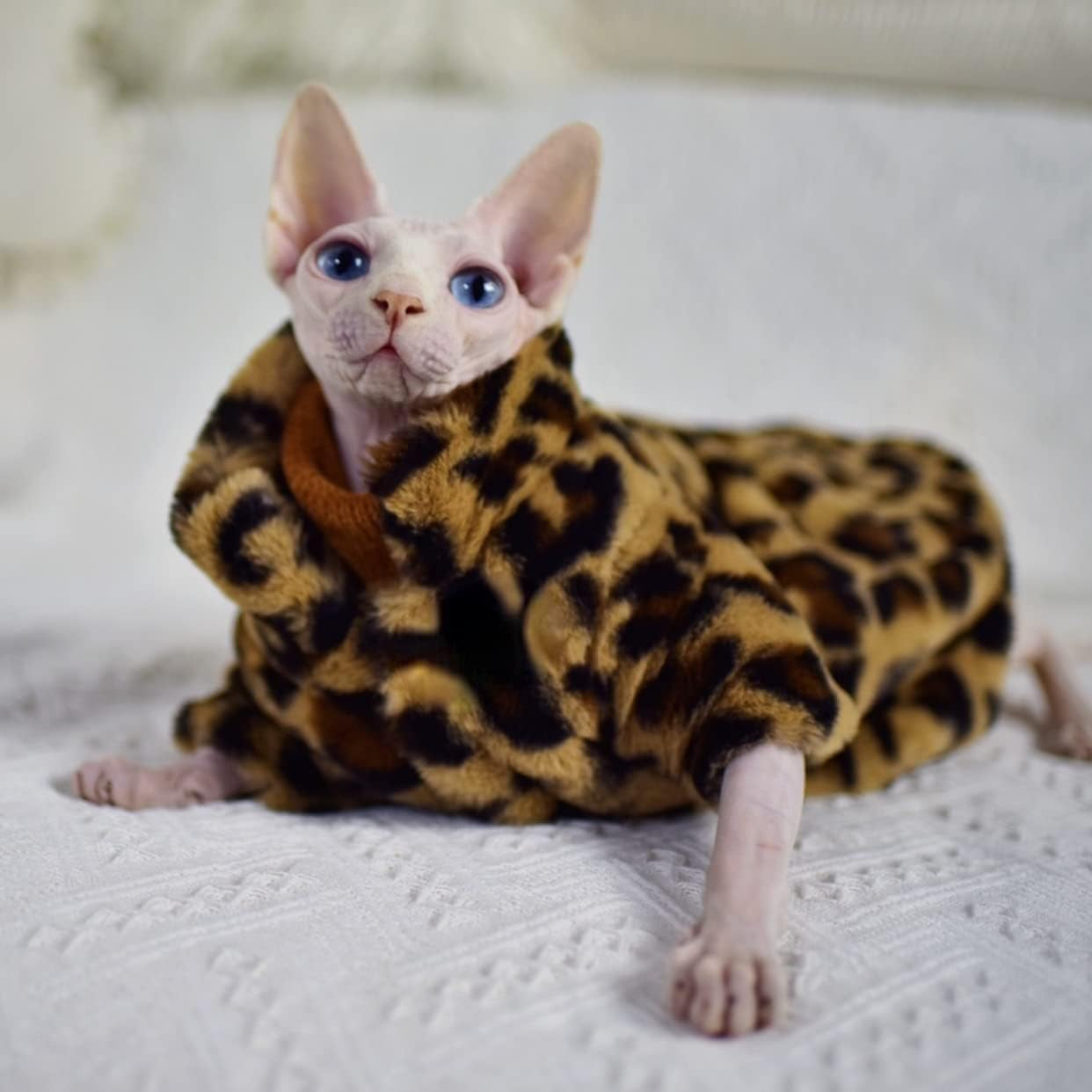 Sphynx Cat Clothes Winter Velvet Warm Soft 2- Layers Winter Jacket Thickened Hairless Cat Coat for Sphynx, Cornish Rex, Devon Rex, Peterbald Cat Clothes (Large)