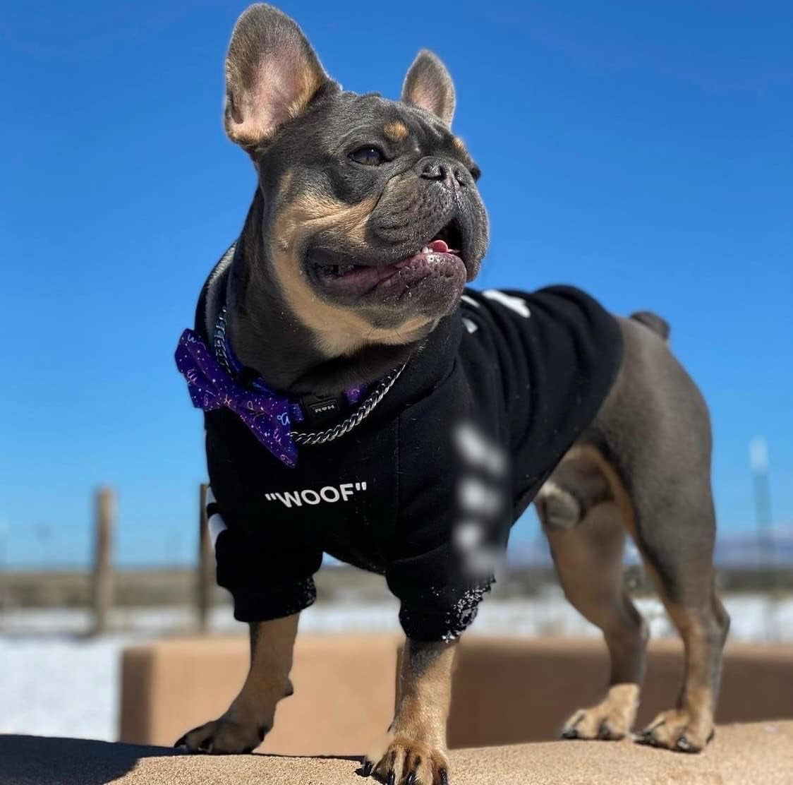 Stylish Dog Hoodie Dog Clothes Streetwear Cotton Sweatshirt Fashion Outfit for Dogs Cats Puppy Small Medium Large (XL, Black)