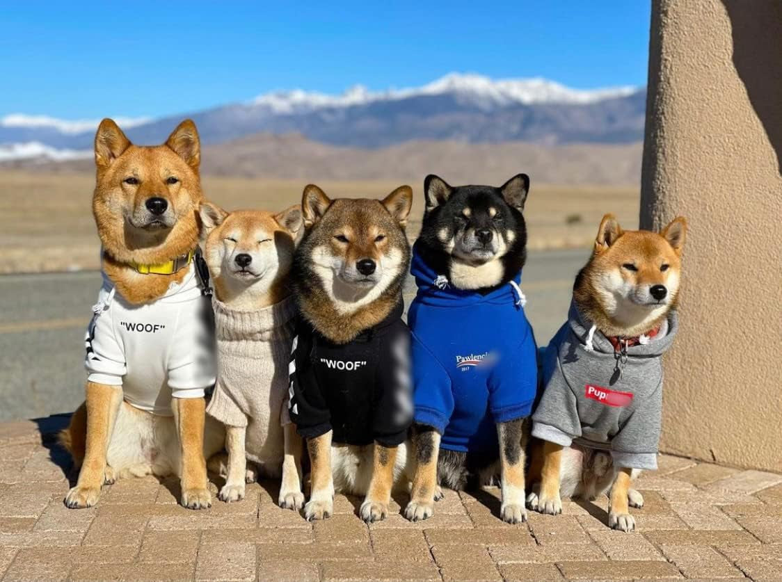 Stylish Dog Hoodie Dog Clothes Streetwear Cotton Sweatshirt Fashion Outfit for Dogs Cats Puppy Small Medium Large (XL, Black)
