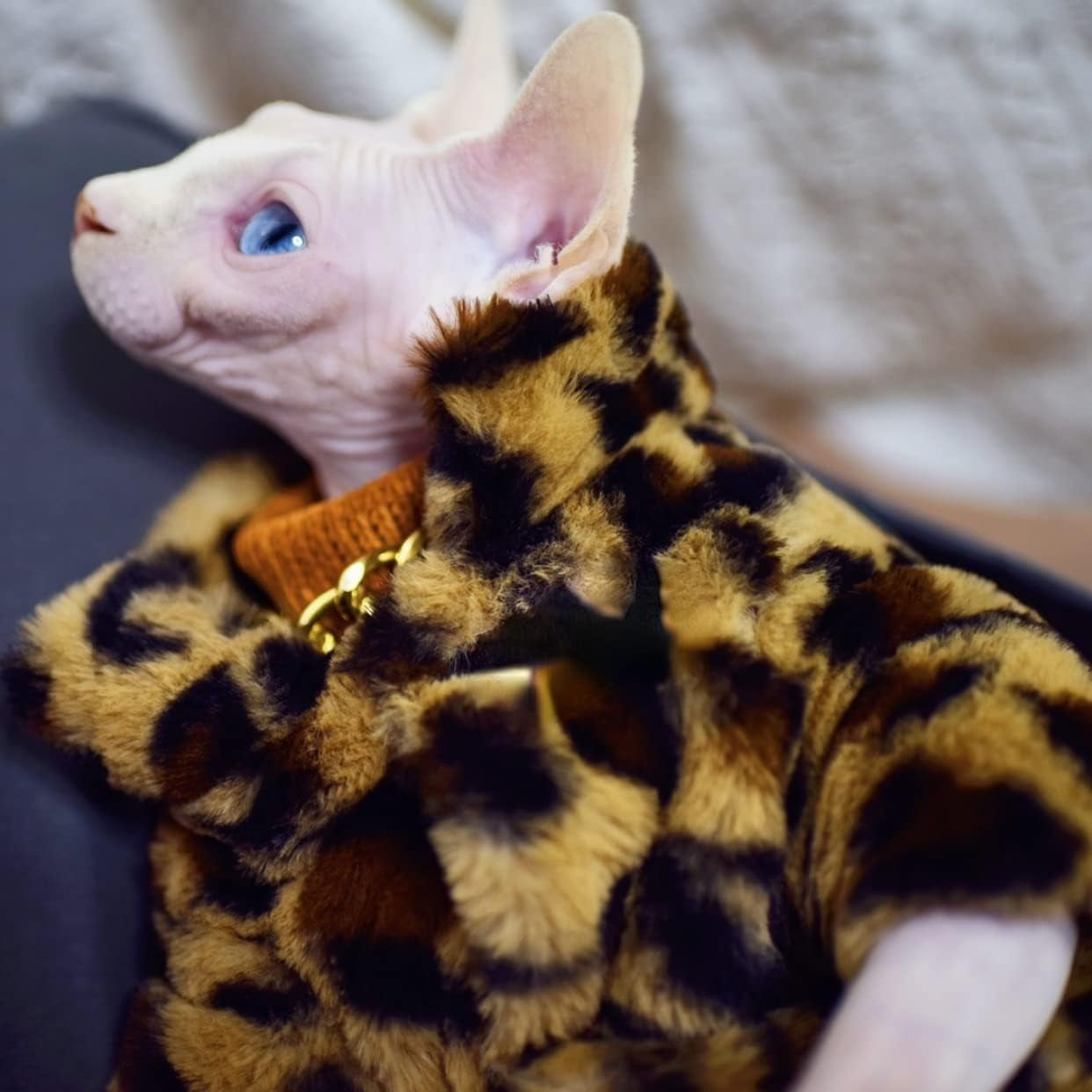Sphynx Cat Clothes Winter Velvet Warm Soft 2- Layers Winter Jacket Thickened Hairless Cat Coat for Sphynx, Cornish Rex, Devon Rex, Peterbald Cat Clothes (Large)